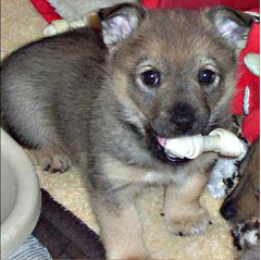 Pup with bone