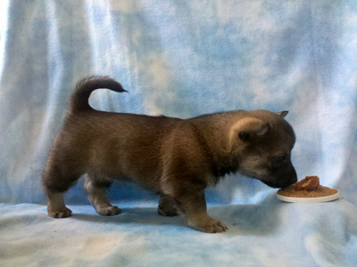 Pavon Count Basie, "Basie", dark male, long tail