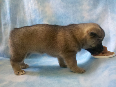 Pavon Billie Holiday, "Billie", female, stub tail