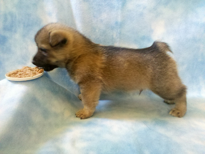 Pavon Dizzy Gillespie, "Dizzy", male, medium stub
tail