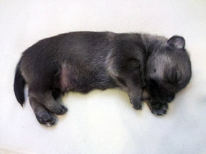 Pavon Count Basie, "Basie", dark male, long tail