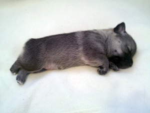 Pavon Billie Holiday, "Billie", female, stub tail
