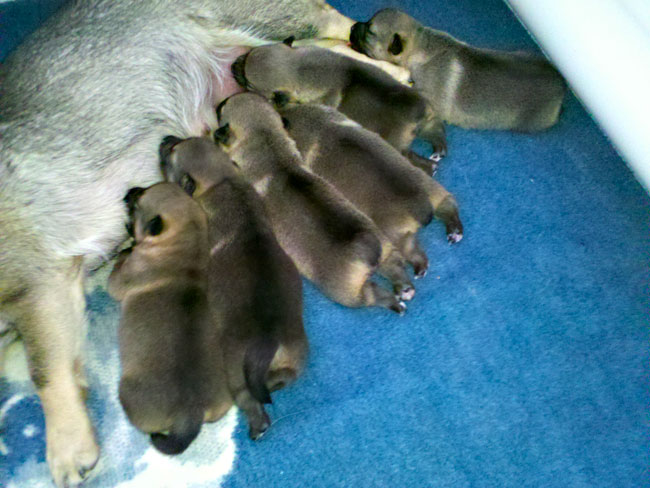 Pups at 1 week