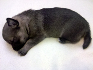 Pavon Quincy Jones, "Quincy" or "Q", male, long tail