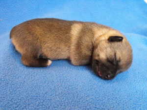 Pavon Billie Holiday, "Billie", female, stub tail