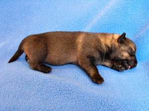 Pavon Count Basie, "Basie", dark
male, long tail