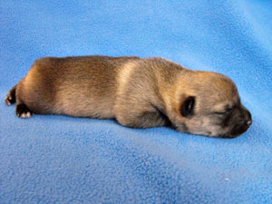 Pavon Louis Satchmo Armstrong,
"Satch", male, short stub tail