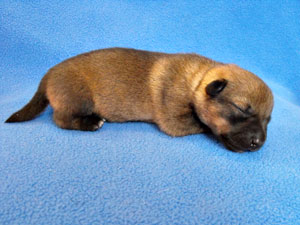 Pavon Quincy Jones, "Quincy" or
"Q", male, long tail