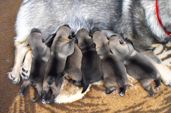 Pups at 1 week