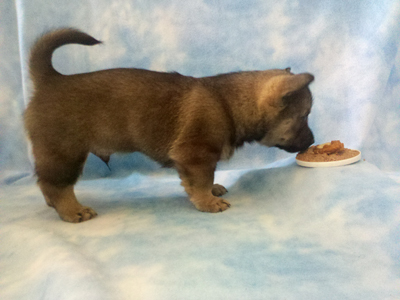 Pavon Quincy Jones, "Quincy" or "Q",
male, long tail