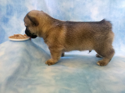 Pavon Louis Satchmo Armstrong, "Satch", male, short
stub tail