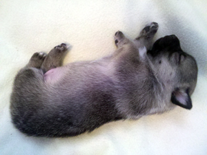 Pavon Louis Satchmo Armstrong, "Satch", male, short stub tail