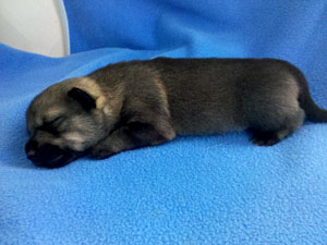 Pavon Count Basie, "Basie", dark male, long tail