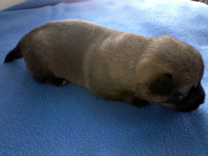 Pavon Quincy Jones, "Quincy" or "Q",
male, long tail