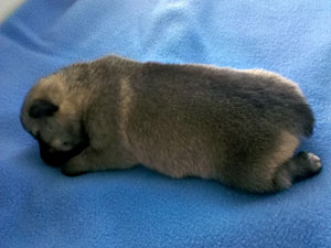 Pavon Dizzy Gillespie, "Dizzy", male, medium stub
tail