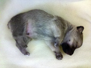 Pavon Dizzy Gillespie, "Dizzy", male, medium stub tail