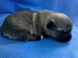 Pavon Billie Holiday, "Billie", female, stub tail