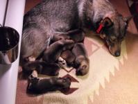 Litters
