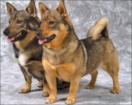 Dogs